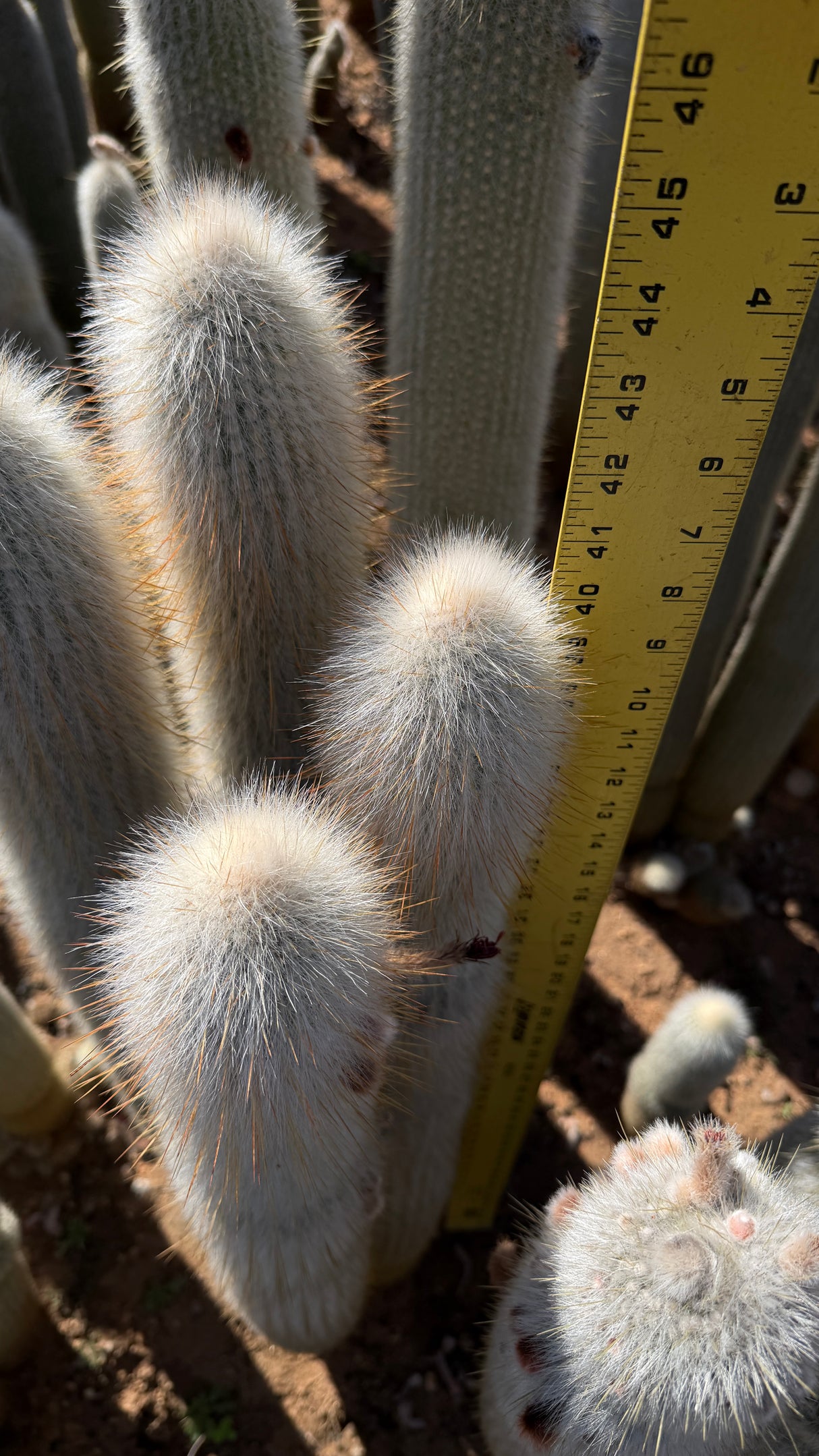 Cleistocactus Strausii 4 branch - Silver Torch Cactus