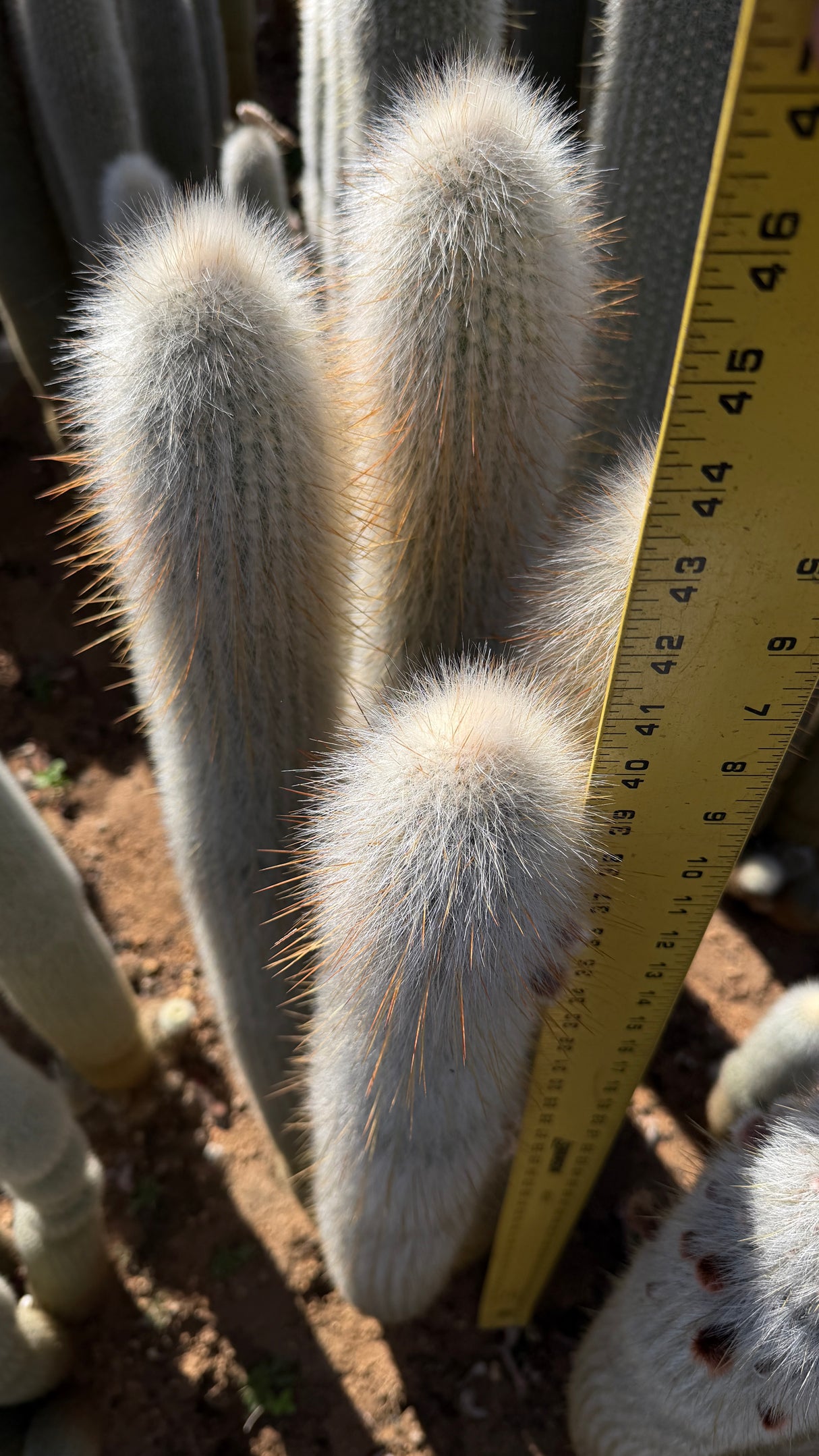 Cleistocactus Strausii 4 branch - Silver Torch Cactus