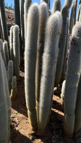 Cleistocactus Strausii 4 branch - Silver Torch Cactus