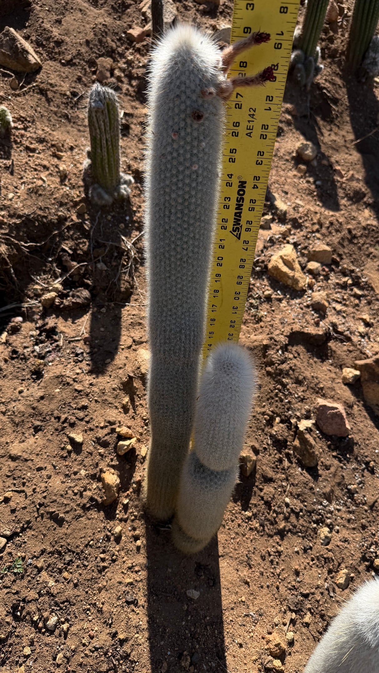 Cleistocactus strausii, Silver Torch Cactus (2-piece)