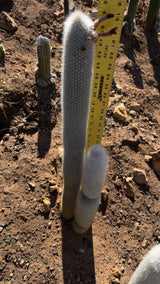 Cleistocactus strausii, Silver Torch Cactus (2-piece)
