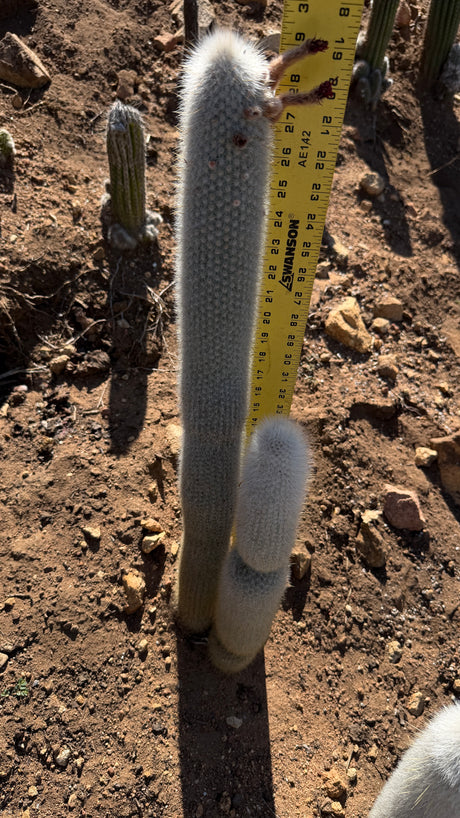 Cleistocactus strausii, Silver Torch Cactus (2-piece)