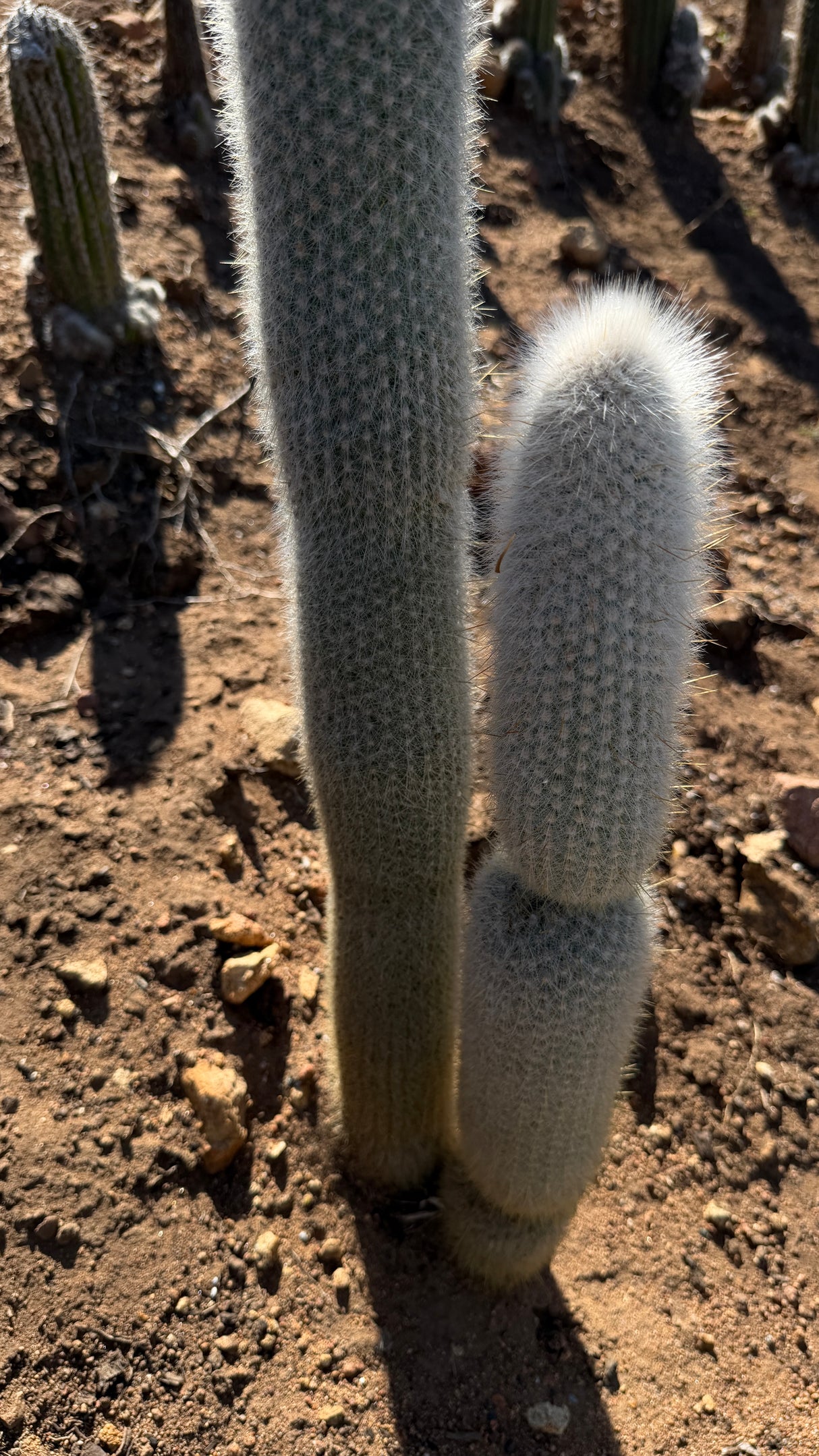 Cleistocactus strausii, Silver Torch Cactus (2-piece)
