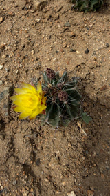 Thelocactus setispinus - Miniature Barrel Cactus