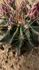 Thelocactus setispinus - Miniature Barrel Cactus