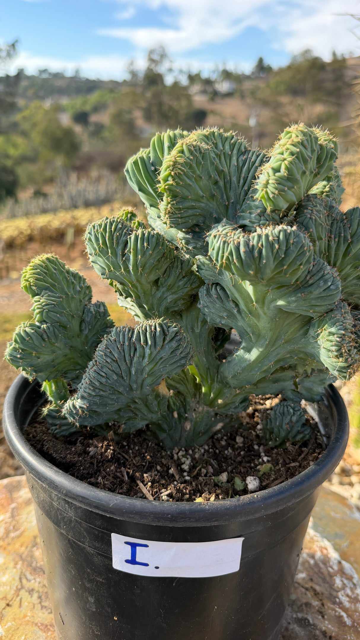 Crested Blue Candle with stacked shell-like fans, 5 gallon pot