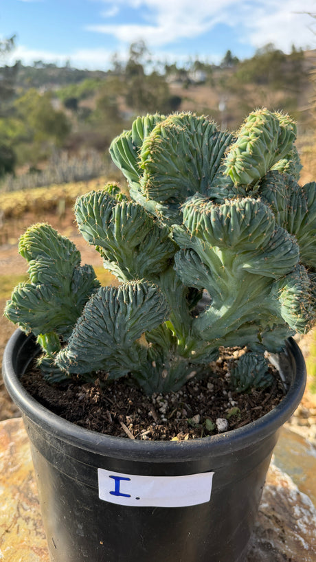 Crested Blue Candle with stacked shell-like fans, 5 gallon pot