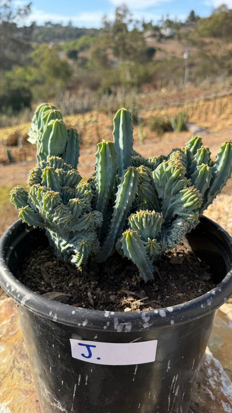 Crested Blue Candle colony filling a 5 gallon pot with stems and crest ridges