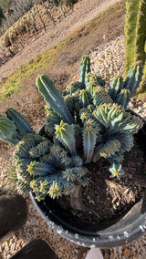 Top view of the colony growth