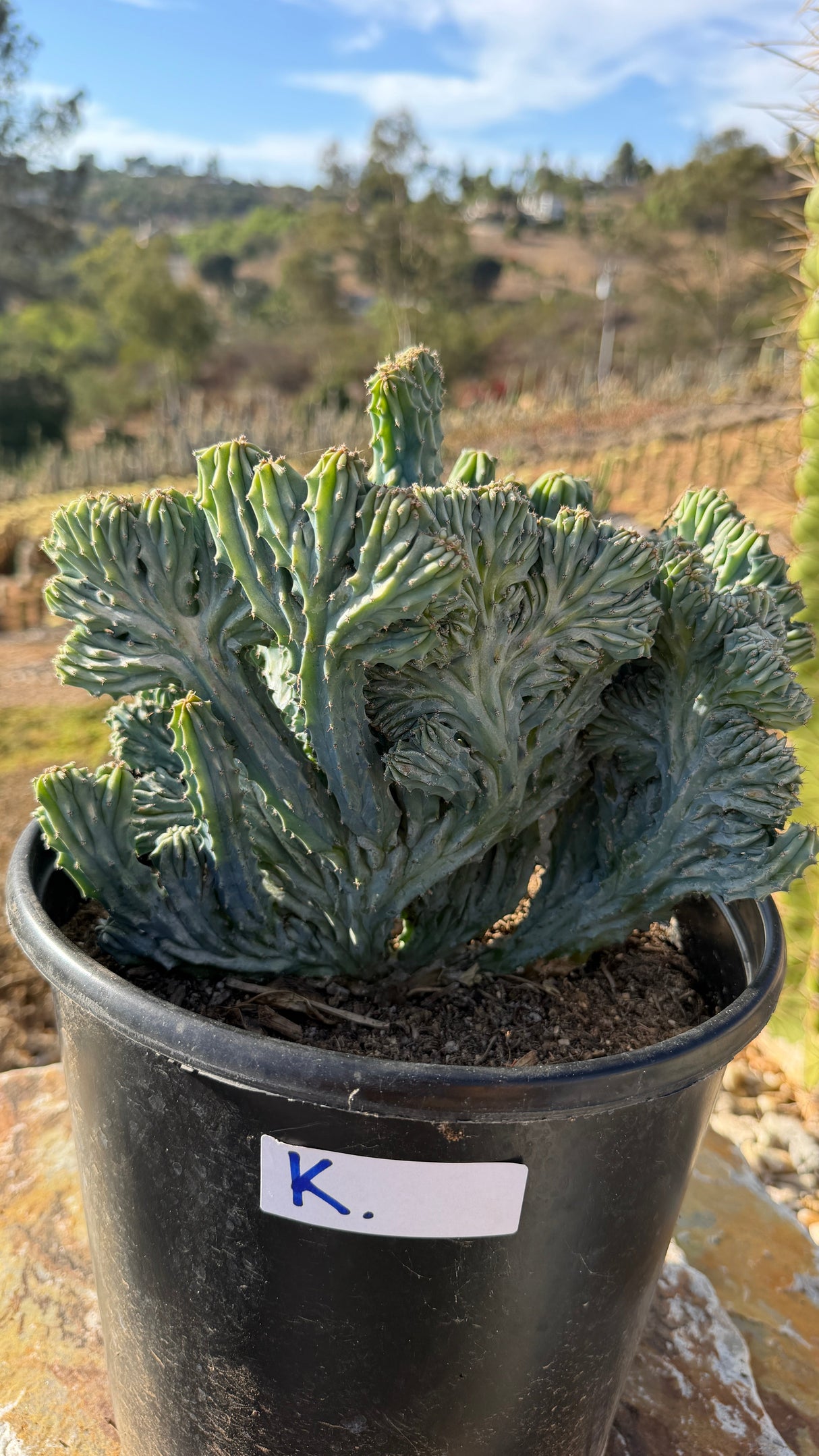 Crested Blue Candle with deep open wave folds in a 5 gallon pot