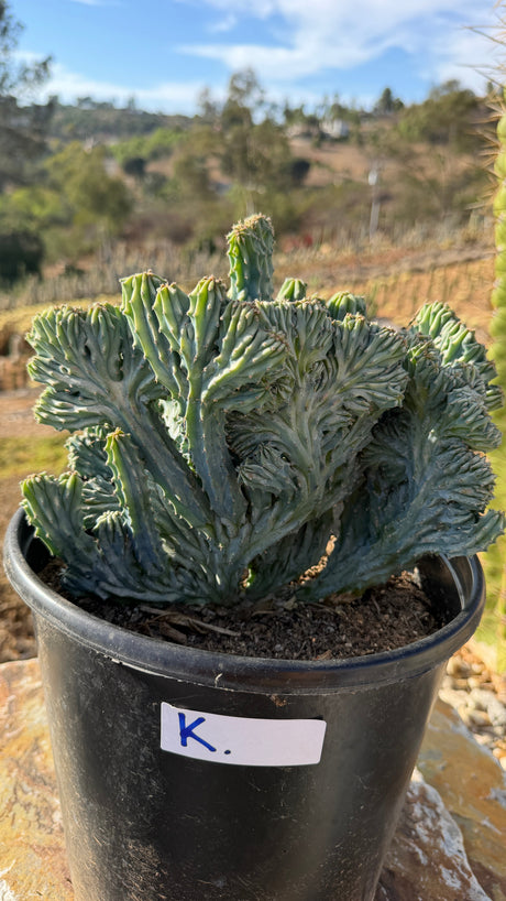 Crested Blue Candle with deep open wave folds in a 5 gallon pot