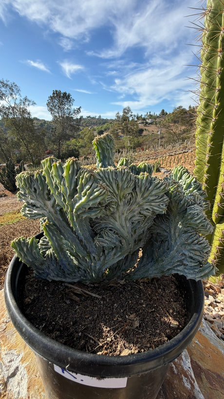 Angle view of the sweeping wave crest