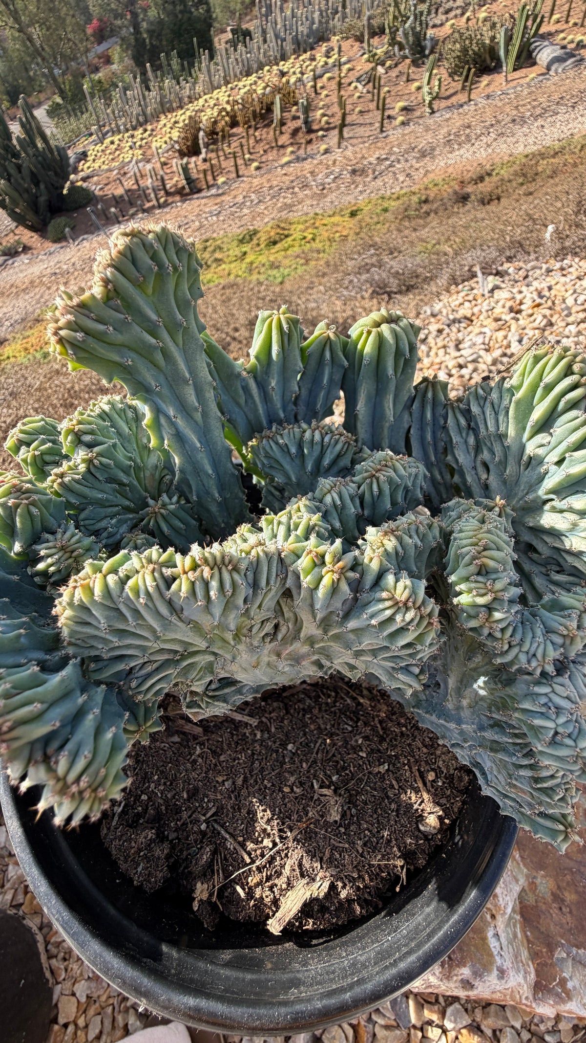 Close view of the long open folds