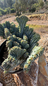 Top view of the wave crest