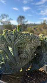 Detail of the fold texture