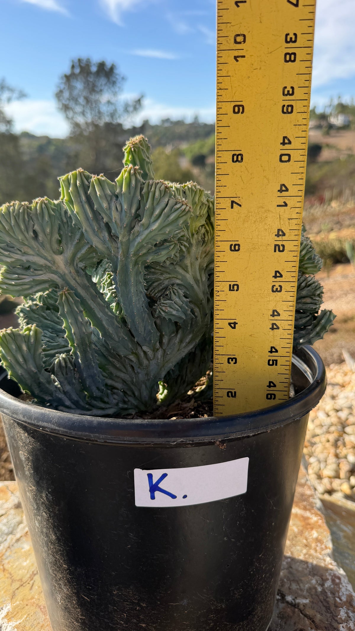 Wave crest measured at about 7 inches tall