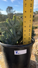 Wave crest measured at about 7 inches tall