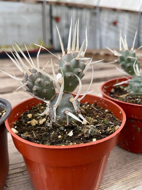 Paper Spine Cactus (Tephrocactus articulatus) | Cactus Warehouse | Exotic Cacti Collection & Quality Desert Plants