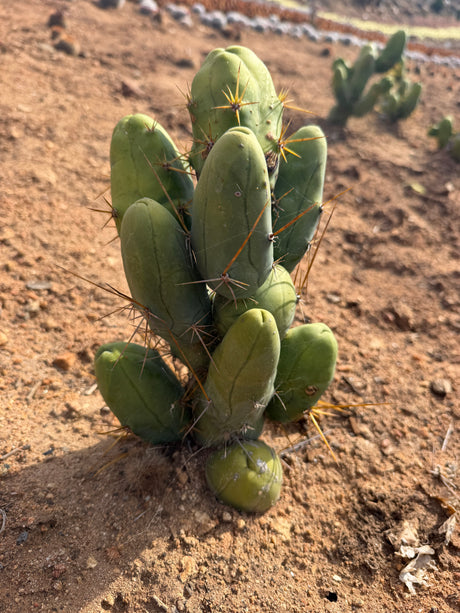 Trichocereus bridgesii monstrose Penis Cactus with smooth clubbed blue green nodes