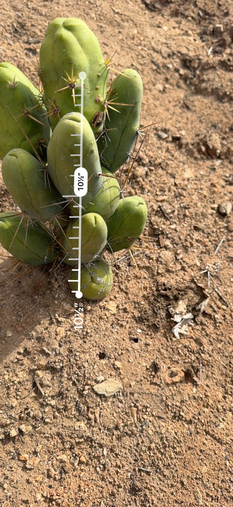 Trichocereus bridgesii monstrose measured at about 10.5 inches tall with an AR ruler