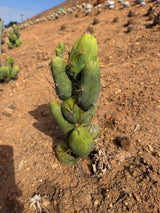 Rooted Trichocereus bridgesii monstrose showing roughly 10 stacked nodes