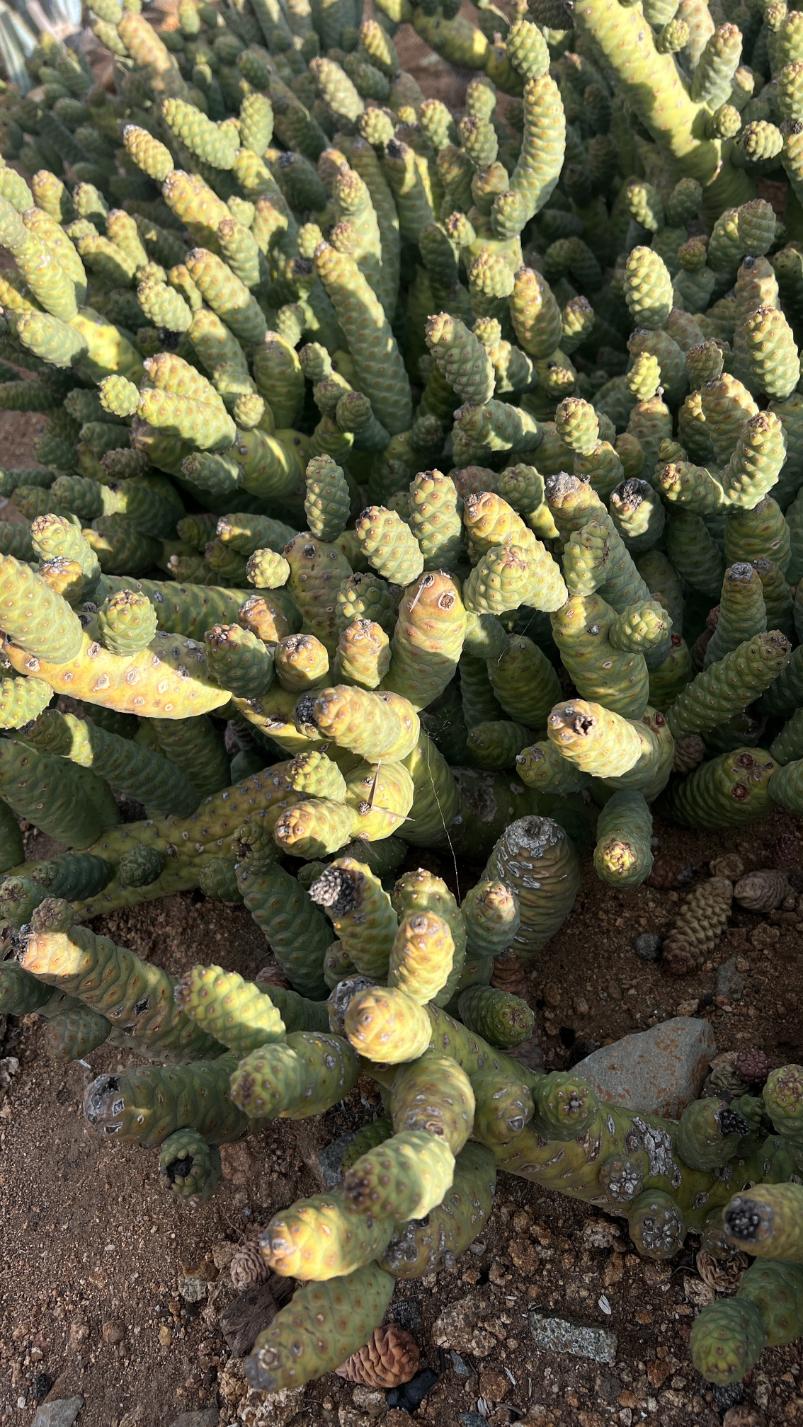 Close-up of a succulent plant with green and brown hues.