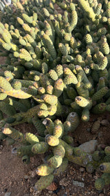 Close-up of a succulent plant with green and brown hues.