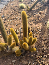 Golden Rat Tail cactus clump with many golden bristled trailing stems
