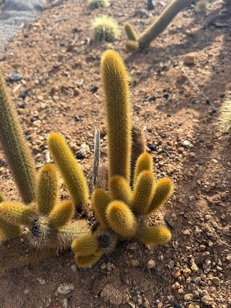 Golden Rat Tail cactus clump with many golden bristled trailing stems