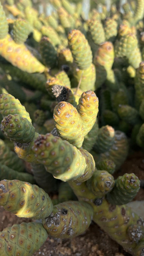 Close-up of a cactus plant with green and yellow spines.