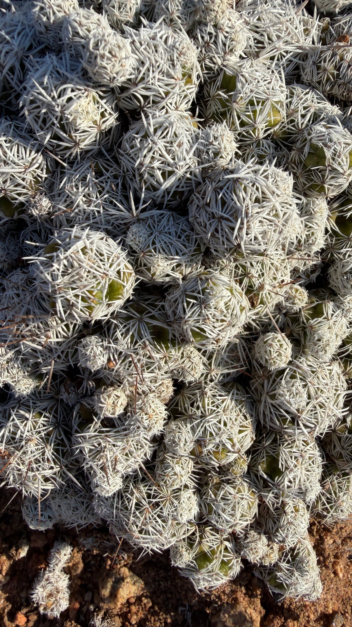 Close view of Thimble Cactus heads densely covered in interlacing white spines