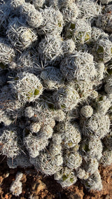 Close view of Thimble Cactus heads densely covered in interlacing white spines