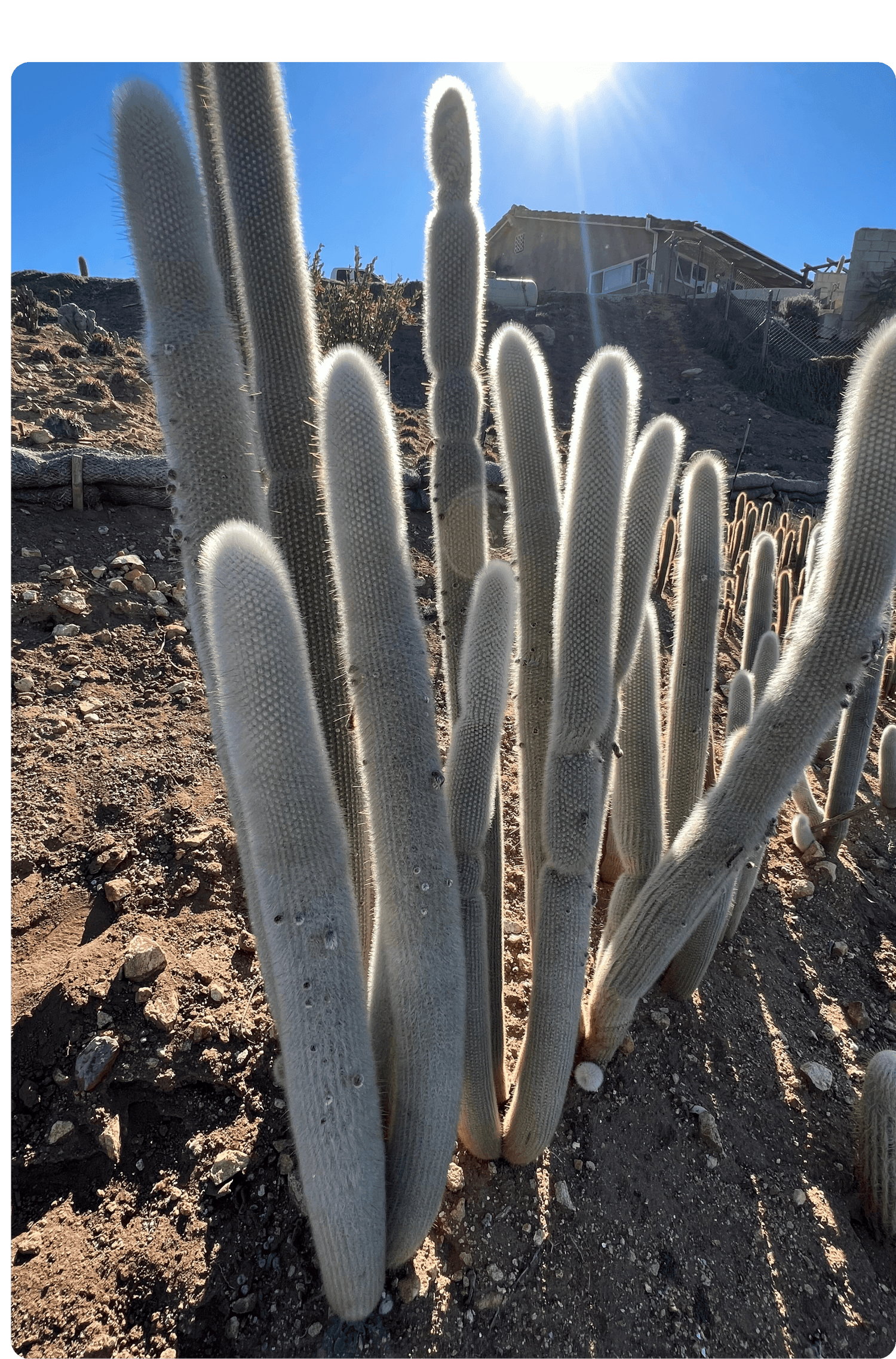 types of torch cactus Silver Torch Cactus