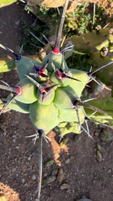 Top view of a monstrose Boobie Cactus showing red-purple new areoles and dark spines