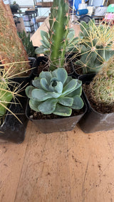 Echeveria succulent close-up with Collector Box cacti behind