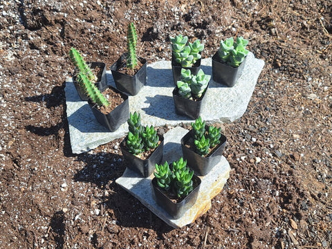 The Collector Box - 9 Cacti and Succulents a Month