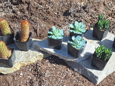 Example Collector Box: three Copper King cacti, three Echeveria and three Haworthia in 2-inch pots