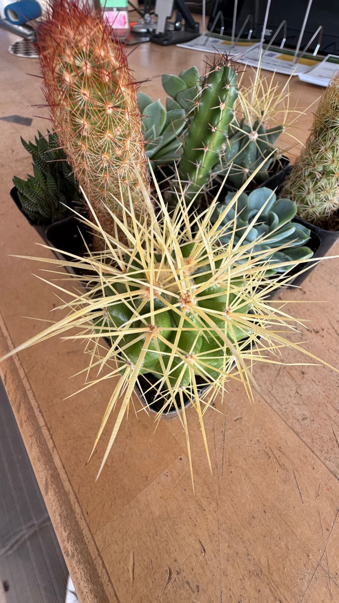 Golden Barrel cactus close-up with other Collector Box plants behind