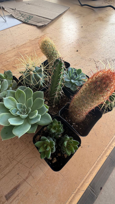 A month of Collector Box plants: Echeveria, Golden Barrel, Lady Finger cactus, Haworthia and more