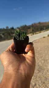 2-inch Haworthia succulent held in hand, actual size
