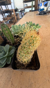 Lady Finger cactus close-up with Echeveria and Golden Barrel behind