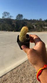 2-inch Lady Finger cactus held in hand, actual size