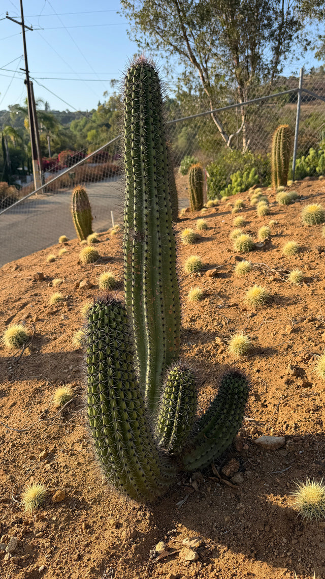 Multi-stem Organ Pipe Cactus Stenocereus thurberi with tall main column and three basal arms