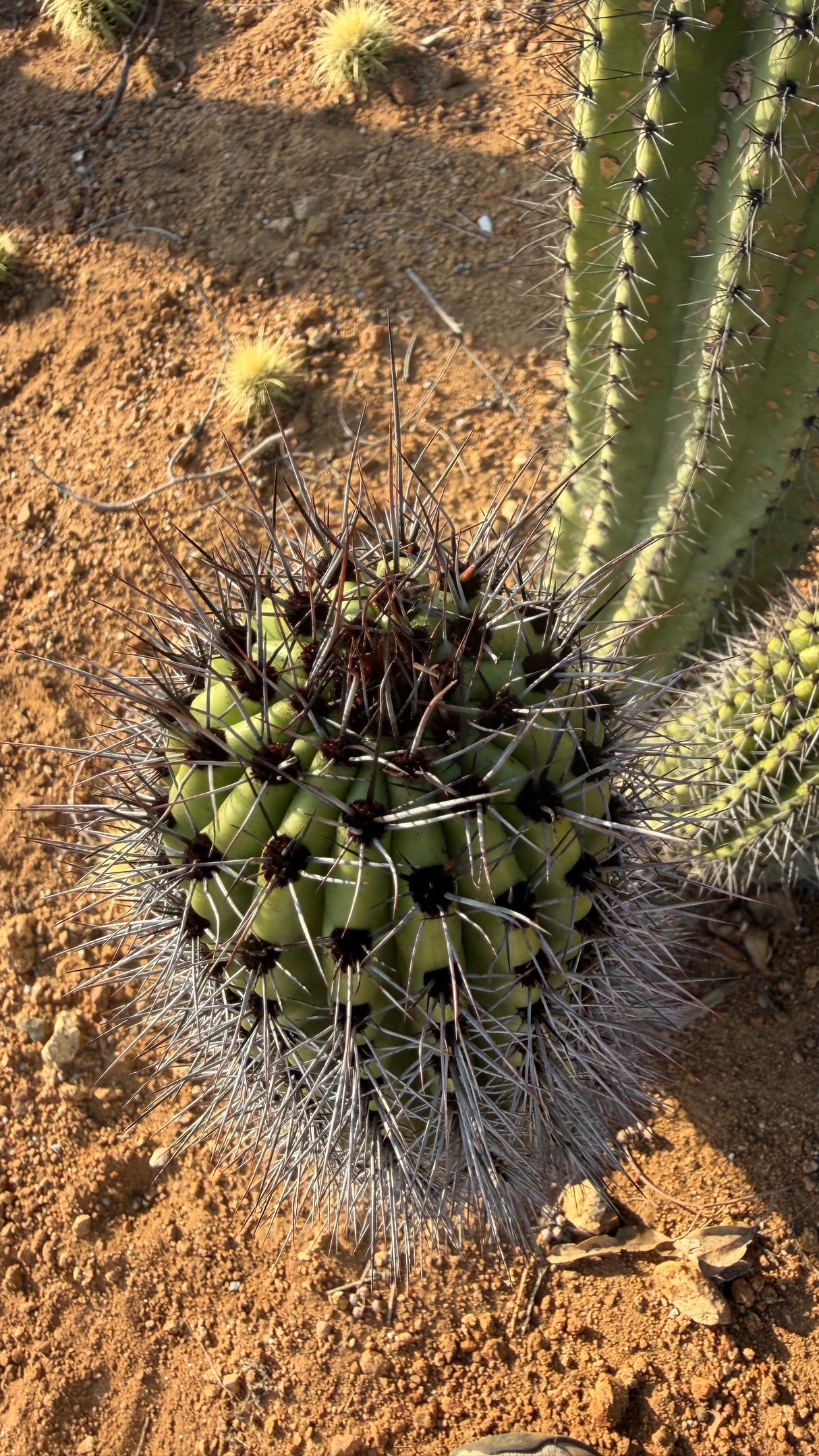 Crown of a young Organ Pipe Cactus arm showing dark spination