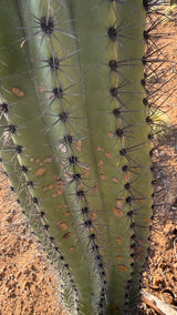 Close view of Organ Pipe Cactus ribs and dark spines