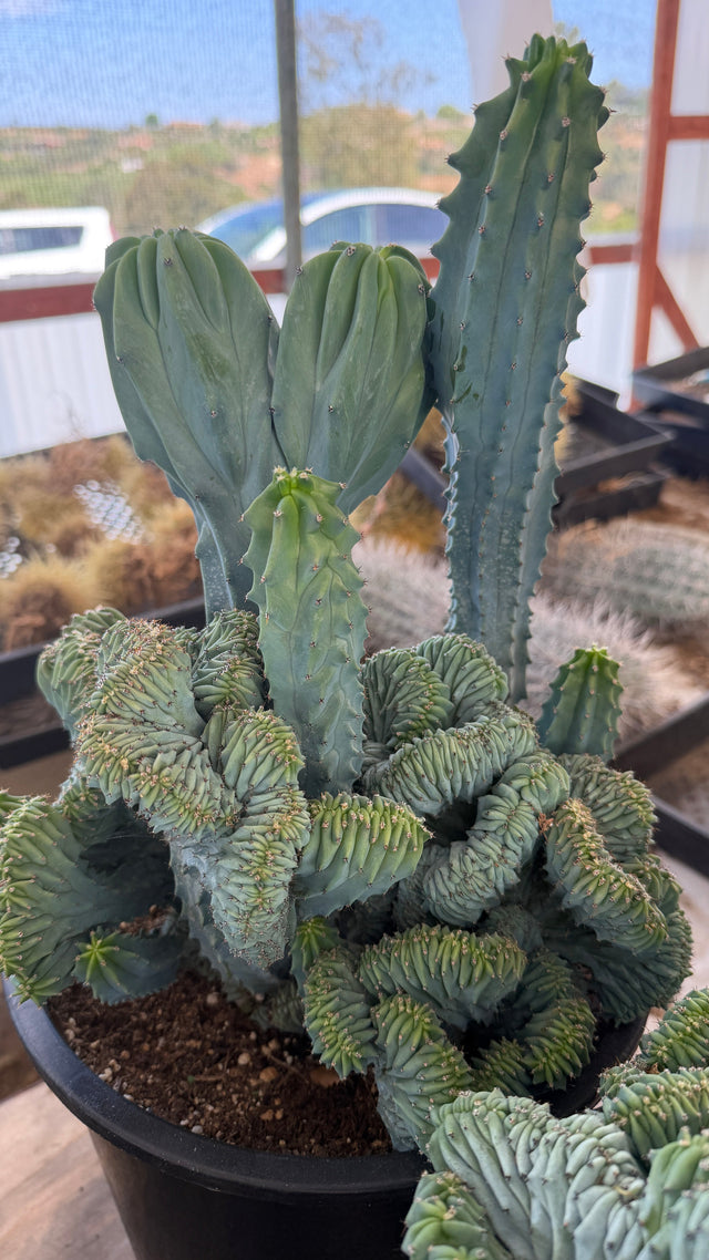 Crested Blue Candle combo with blue columns, serrated stem, and crested skirt in a 5 gallon pot