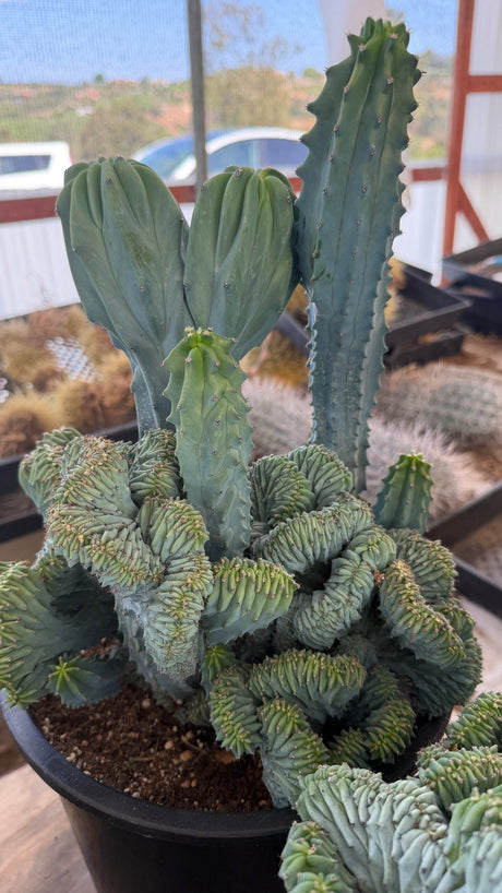 Front view of the 17 inch Crested Blue Candle combo specimen