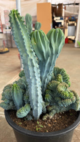 Side view of the multi-form Crested Blue Candle