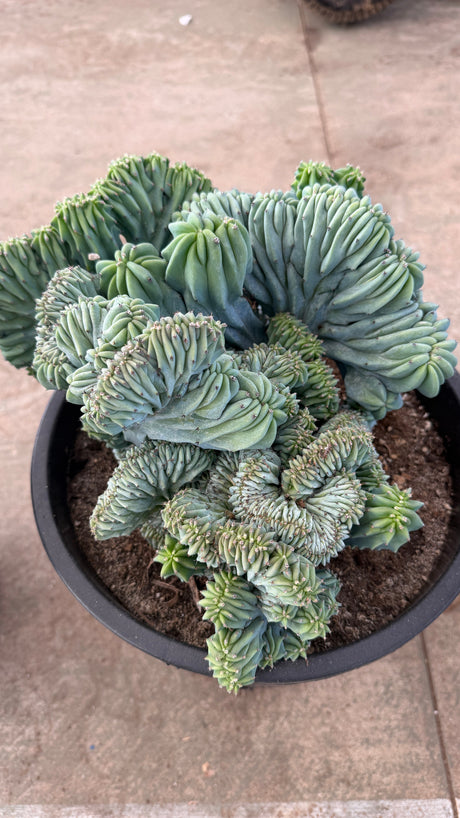 Top-down view of the dense crested dome