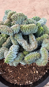 Side view of the crested dome in its nursery pot